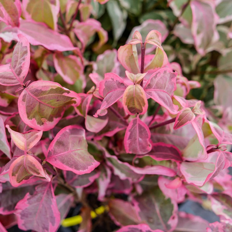 Dereń kousa Akatsuki (C2)