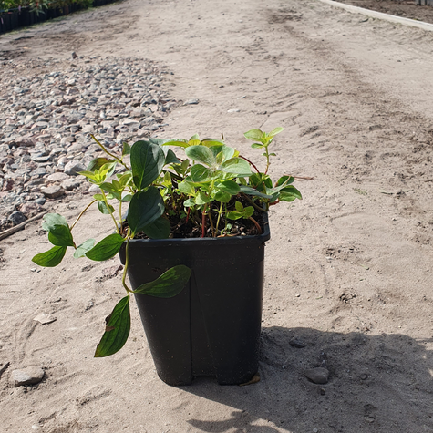 Dereń kanadyjski (C2)