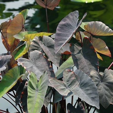 Kolokazja jadalna Black Magic (C2)