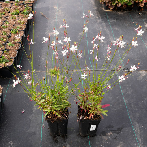 Gaura Gambit White (C2)