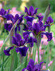 Irys syberyjski Kosaciec