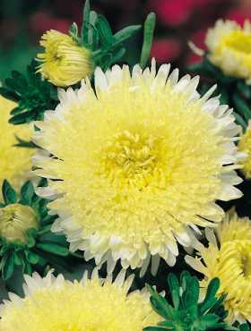 Aster książęcy żółty 1g