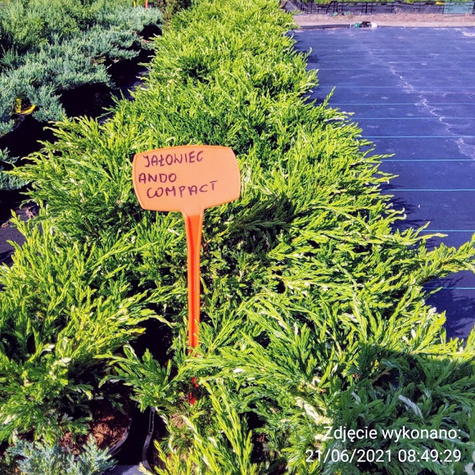 Jałowiec płożący Andora Compact (P9)