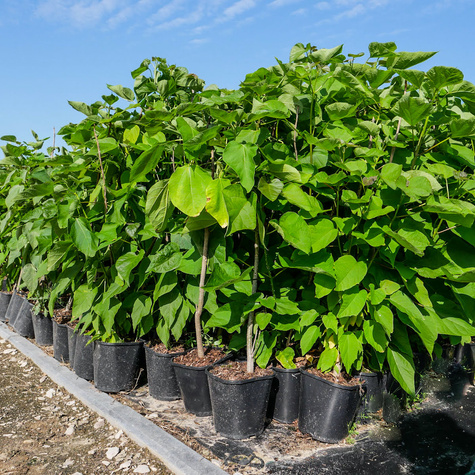 Katalpa Surmia Storczykowiec odstrasza komary (C2)