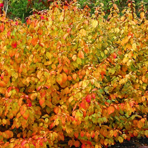 Dereń świdwa Midwinter Fire (P9)