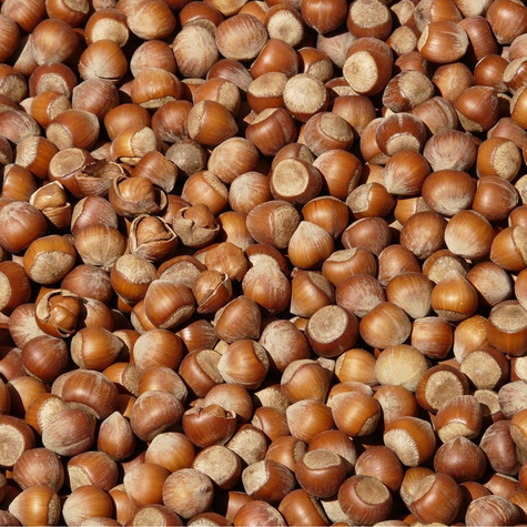 Orzech laskowy Leszczyna Webba Cenny DUŻE OWOCE Plant Pack