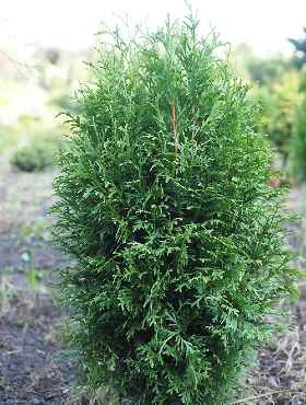 Thuja Tuja Żywotnik zachodni 'Green Egg ®'(C2)