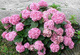 Hortensja ogrodowa Candy Heart Pink