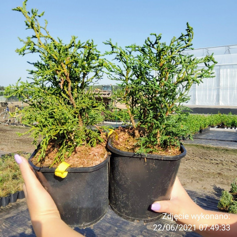 Cyprysik lawsona Lycopodioides