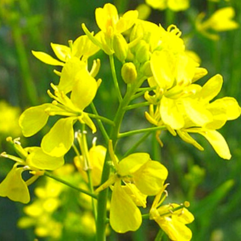 Gorczyca biała cena za 0,5kg