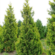 Thuja Tuja Żywotnik zachodni Yellow Ribon (C2)