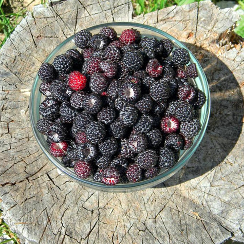 Malina czarna Heban Black Polka w doniczce