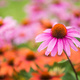 Rudbekia purpurowa 0,5 g Plantico
