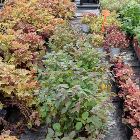 Tojeść orzęsiona Firecracker (C2)