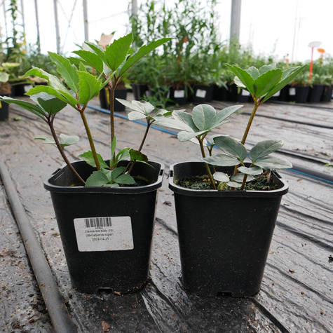 Ciemiernik biały (C2)