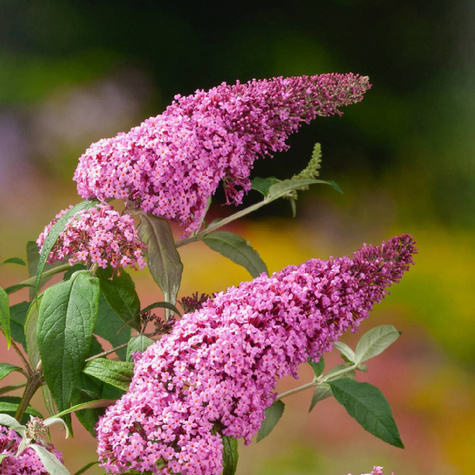 Budleja Dawida Pink Delight jasno różowa (C2)