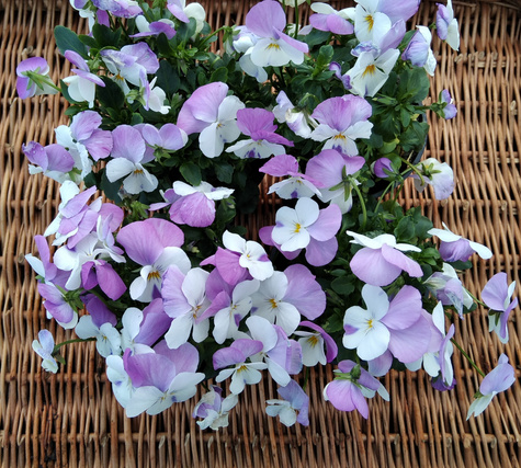 Bratek Bratki Fiołek ogrodowy drobnokwiatowy fioletowo-biały sadzonka w doniczce