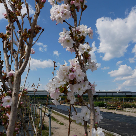Wiśnia piłkowana Amanogawa kolumnowa zielona