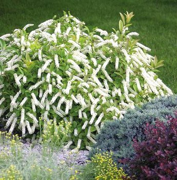 Itea wirginijska Henry's Garnet (P9)