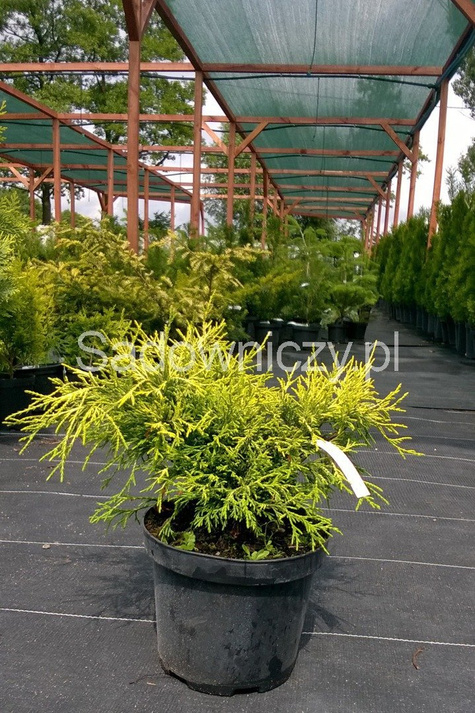 Cyprysik groszkowy 'Golden Mop'