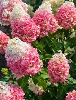 Hortensja bukietowa Living Strawberry Bloosom (C2)
