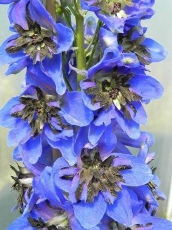 ostróżka ogrodowa Blue Jay (C2)