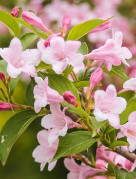Krzewuszka cudowna Rosea
