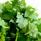 Kolendra na cięte listki MINI OGRÓD 1g