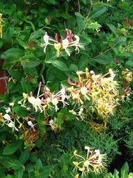 Wiciokrzew pomorski Serotina