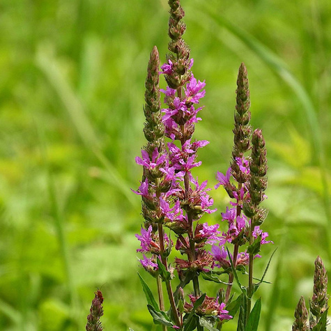 Krwawnica pospolita Rosy Gem (C2)