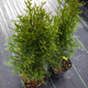 Thuja Tuja Żywotnik Smaragd Zielona zimą C2 