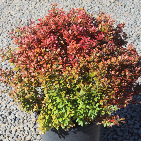 Berberys Thunberga Kobold (C2)