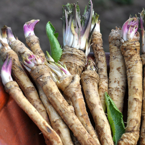 Chrzan Biały pospolity ostry 1 sztuka