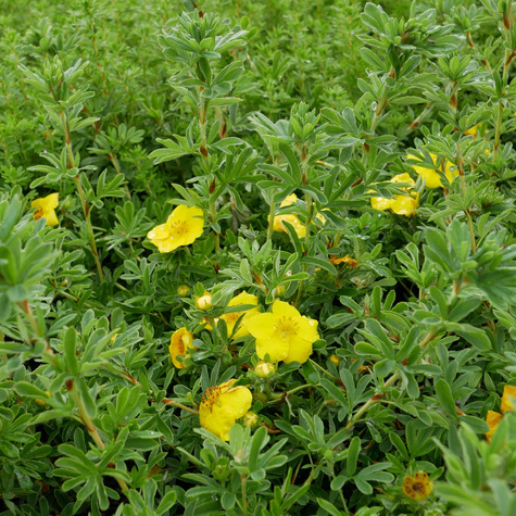 Pięciornik krzewiasty 'Goldstar' (C1.7)