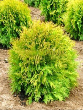 Thuja Tuja Żywotnik zachodni Golden Globe (C2)