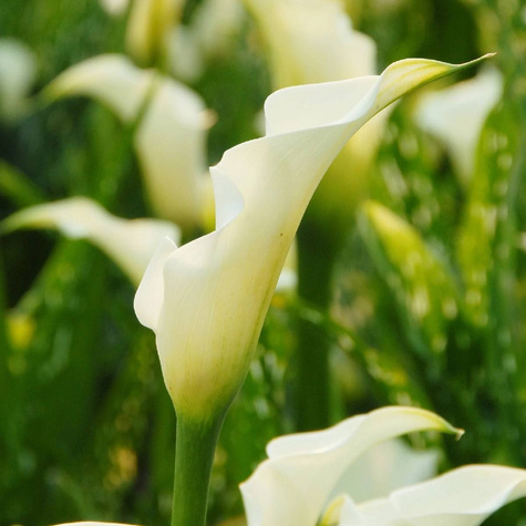 Kalla Cantedeskia Albomaculata kremowa