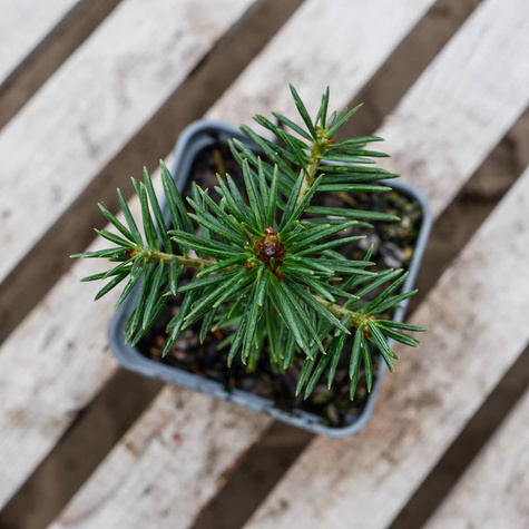 Jodła balsamiczna P9