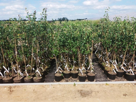 Jabłoń typu Adams Apple w doniczce