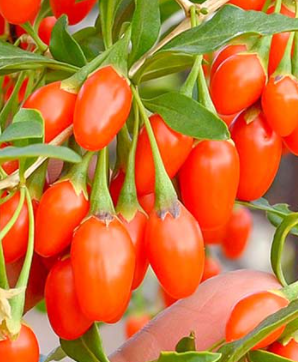 Jagoda Goji Kolcowój Korean Big