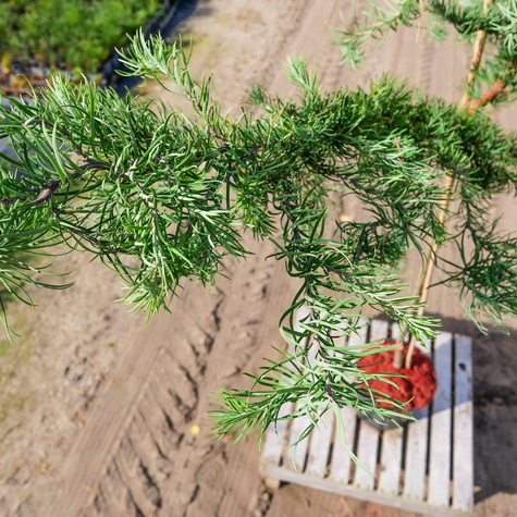 Modrzew japoński Diana pokręcony jak EGZOTYCZNY