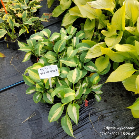 Funkia Hosta Dream Queen (P9)
