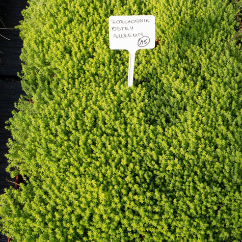 Rozchodnik ostry Aureum (C2)