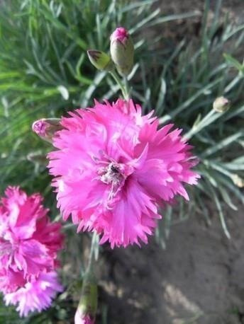 Goździk pierzasty Double Rose (C2)