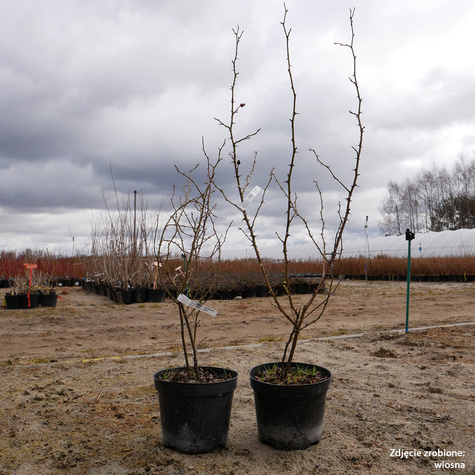 Róża Rdzawa Róża Szkocka Jabłkowy Zapach