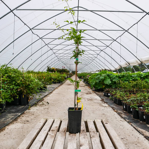 Powojnik Clematis wielkokwiatowy Guernsey Cream (C2)