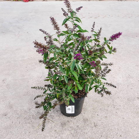 Budleja Dawida Summer Bird Magenta karłowa (C2)