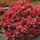 Berberys Thunberga Ruby Star (C2)