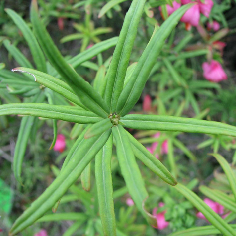 Trzmielina niska (C2)