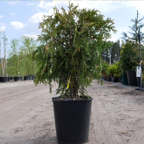 Thuja Tuja Żywotnik zachodni Globosa (C2)