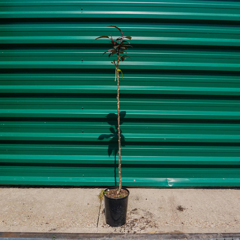 Wiśnia Piłkowana Royal Burgundy na pniu (C5)